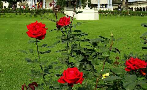 Nehru Rose Garden 